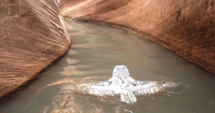 Grupa turystów uchwyciła na filmie zagubioną sowę pływającą samotnie w Kanionie Antylopy.