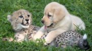 Nieśmiałe gepardy z ogrodów zoologicznych otrzymują osobistych przewodników – przyjazne psiaki!