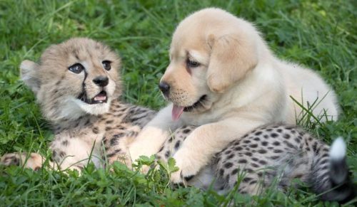 Nieśmiałe gepardy z ogrodów zoologicznych otrzymują osobistych przewodników – przyjazne psiaki!