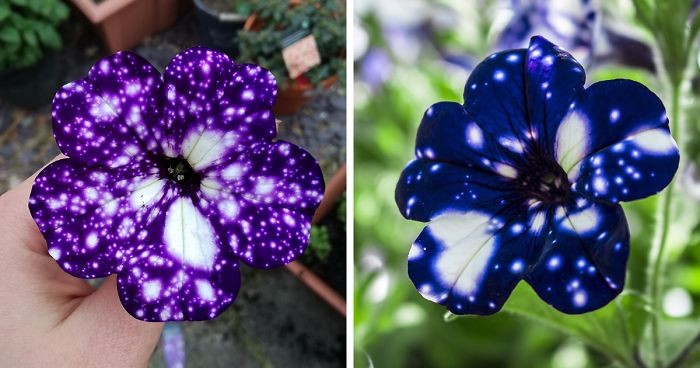 Petunia cultivars – galaktyczne kwiaty, które oczarują Cię swoim nieziemskim wdziękiem.