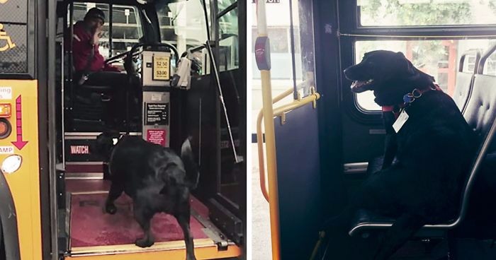 Zaradna suczka ze Seattle każdego dnia samodzielnie podróżuje autobusem – nikogo to już nie dziwi.