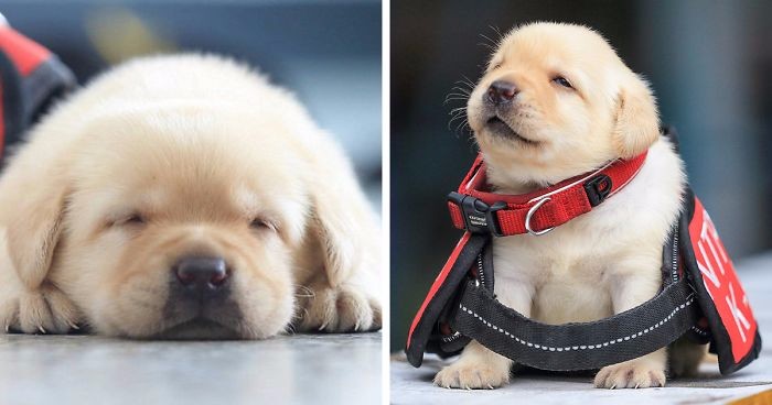 Nabór psów do służby w policji w Tajpej zaowocował sesją zdjęciową, która oczarowała cały świat!