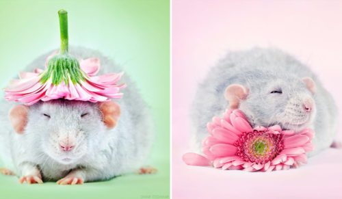 Francuska artystka spędziła 5 lat, uwieczniając na zdjęciach niedoceniony urok udomowionych szczurków.