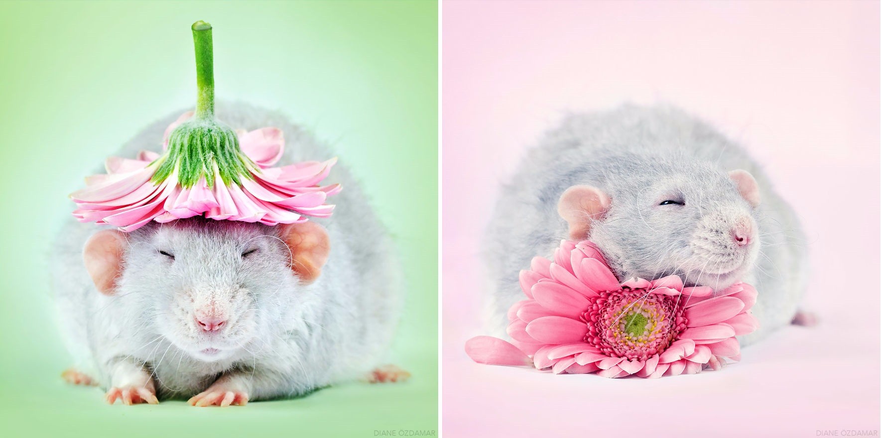 Francuska artystka spędziła 5 lat, uwieczniając na zdjęciach niedoceniony urok udomowionych szczurków.