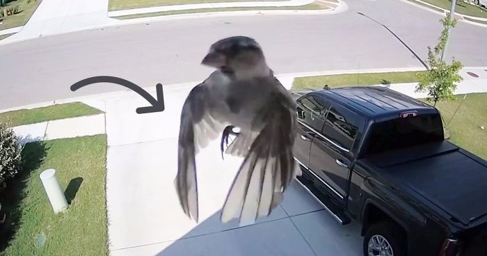 Lewitujący ptak w obiektywie przydomowej kamery – zawisł w powietrzu, nie poruszając skrzydłami!