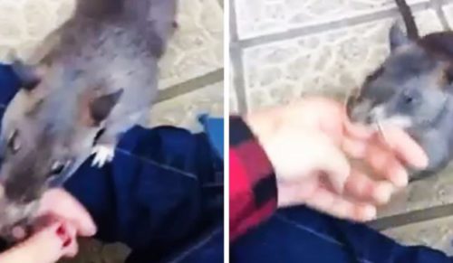 Dumna szczurzyca zapragnęła pokazać właścicielowi swoje potomstwo – zaprowadziła go tam za rękę!