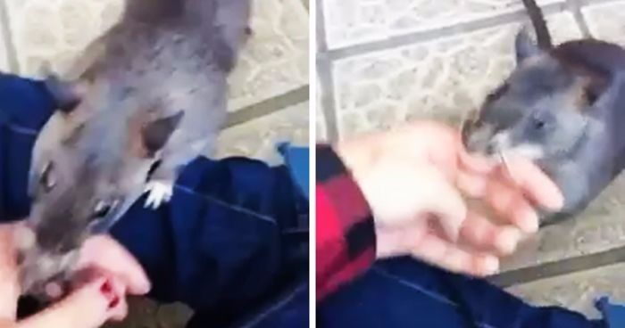Dumna szczurzyca zapragnęła pokazać właścicielowi swoje potomstwo – zaprowadziła go tam za rękę!