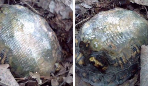 Użył włókna szklanego do załatania skorupy żółwia potrąconego przez samochód – tak wygląda po latach!
