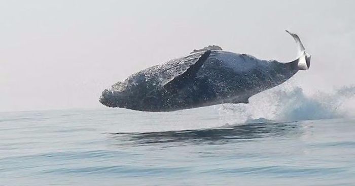Sfilmowano 40-tonowego wieloryba, wyskakującego z wody niczym zwinny delfin!