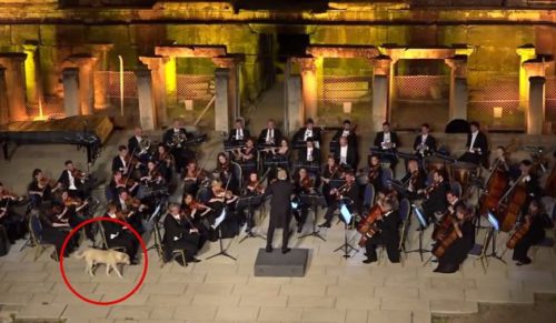 Czworonożny meloman wtargnął na scenę podczas występu wiedeńskiej orkiestry. Zebrał burzę oklasków!