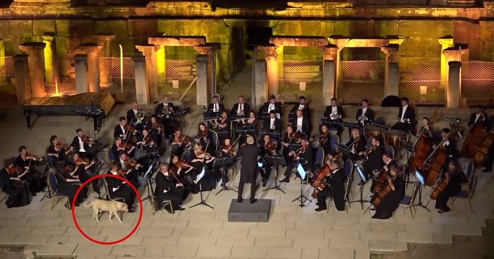 Czworonożny meloman wtargnął na scenę podczas występu wiedeńskiej orkiestry. Zebrał burzę oklasków!