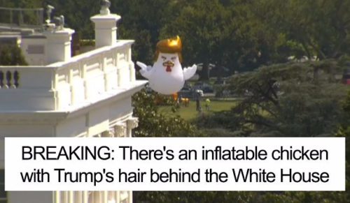 Gigantyczny dmuchany kurczak przypominający Donalda Trumpa wylądował w pobliżu Białego Domu.