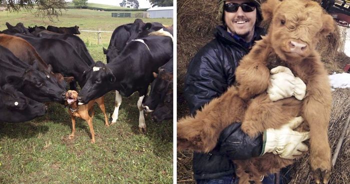 21 uroczych obrazków, które dowodzą, że udomowione krowy są tak naprawdę dużymi psami.