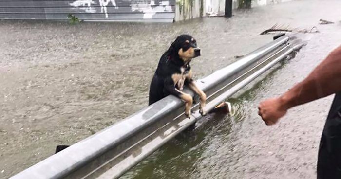 Bezduszni właściciele psów przywiązują zwierzęta do słupów, skazując je na śmierć w czasie powodzi.