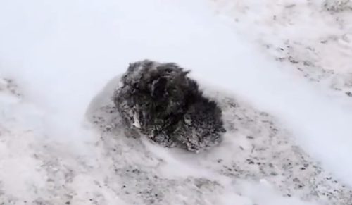 Rosyjski kierowca uratował zimą przemarzniętą kotkę – jego podopieczna jest dziś okazem zdrowia!