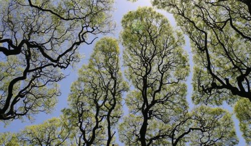 10 fascynujących zdjęć niecodziennego zjawiska nieśmiałości koron drzew.