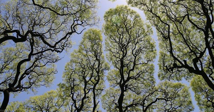 10 fascynujących zdjęć niecodziennego zjawiska nieśmiałości koron drzew.