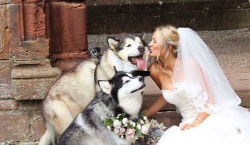 Młoda para uczyniła swoje malamuty świadkami podczas ślubu – internauci je pokochali!
