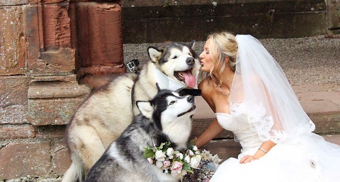 Młoda para uczyniła swoje malamuty świadkami podczas ślubu – internauci je pokochali!