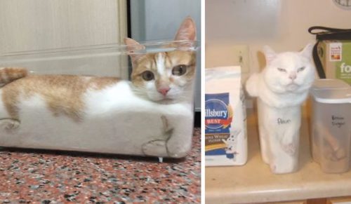 15 zdjęć nadnaturalnie elastycznych kotów, które doskonale wpasowały się w ciasne przestrzenie.