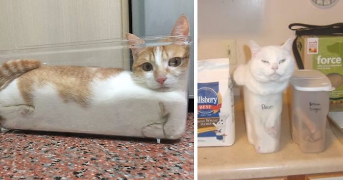 15 zdjęć nadnaturalnie elastycznych kotów, które doskonale wpasowały się w ciasne przestrzenie.