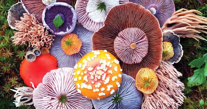 Fascynujące piękno wielobarwnych grzybów w obiektywnie utalentowanej artystki z północy USA.
