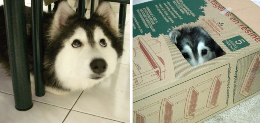 13 zdjęć oryginalnych psów, które postanowiły udowodnić światu, że są tak naprawdę kotami.