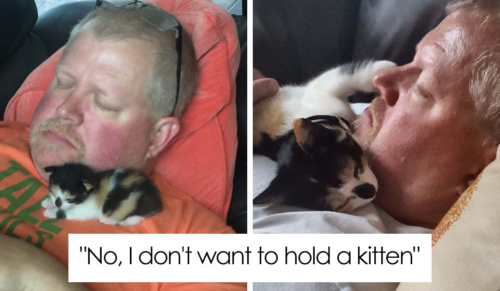 15 zdjęć ludzi, którzy nie chcieli zgodzić się na adopcję kota.