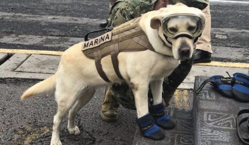 Odważny pies, który uratował już 52 osoby, pomaga Meksykanom poszkodowanym przez trzęsienie ziemi.