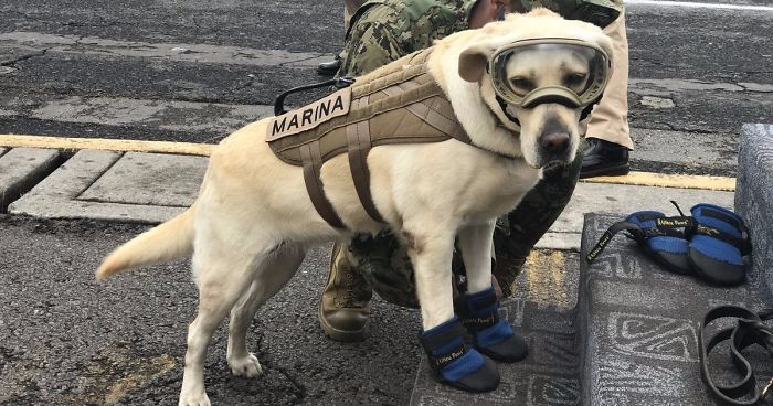 Odważny pies, który uratował już 52 osoby, pomaga Meksykanom poszkodowanym przez trzęsienie ziemi.