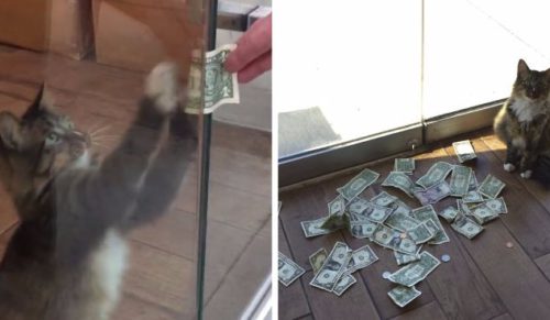 Kot ze schroniska wyciąga od ludzi banknoty – zebrane pieniądze przeznaczane są na pomoc bezdomnym.