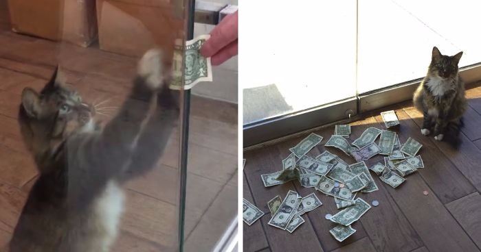 Kot ze schroniska wyciąga od ludzi banknoty – zebrane pieniądze przeznaczane są na pomoc bezdomnym.