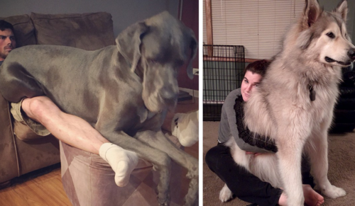 15 zabawnych zdjęć dużych psów, które nie pojmują swojego rozmiaru.