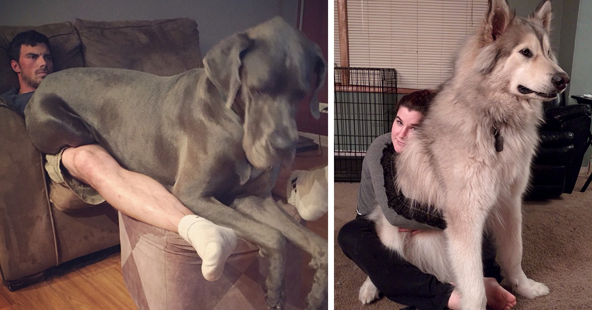 15 zabawnych zdjęć dużych psów, które nie pojmują swojego rozmiaru.