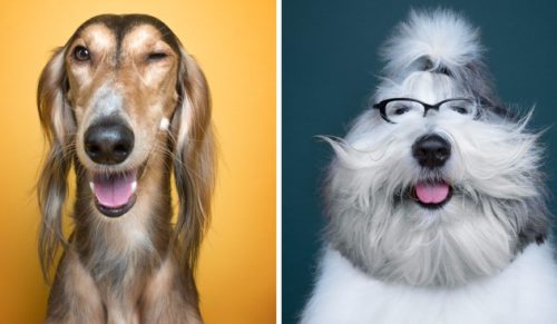Para rosyjskich artystów fotografuje psy, tworząc galerię ich barwnych osobowości.