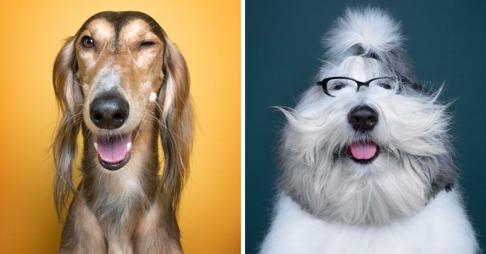 Para rosyjskich artystów fotografuje psy, tworząc galerię ich barwnych osobowości.