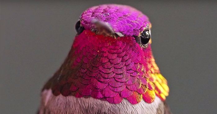 Zaprzyjaźniła się z ponad dwustoma kolibrami – teraz narzekają, gdy nie nakarmi ich na czas!