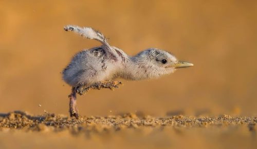10 najlepszych ptasich fotografii 2017 roku – oto zwycięzcy konkursu Bird Photographer of the Year!