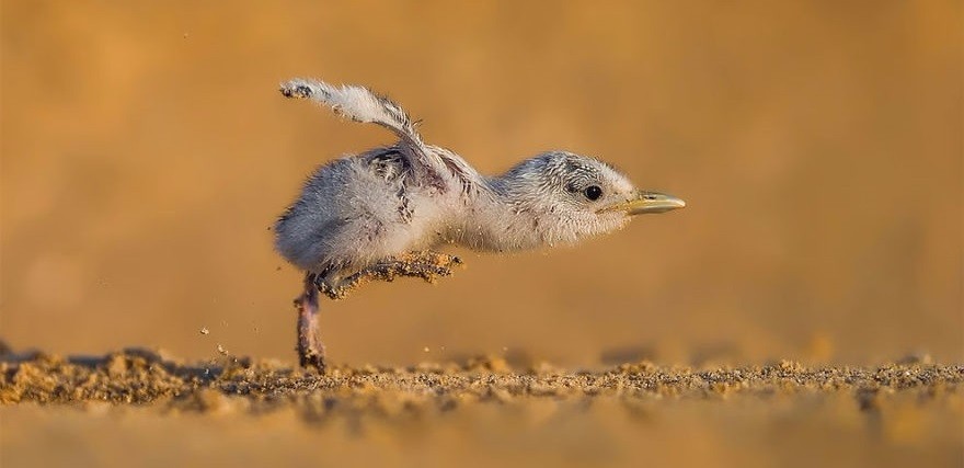 10 najlepszych ptasich fotografii 2017 roku – oto zwycięzcy konkursu Bird Photographer of the Year!