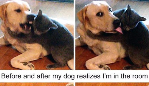15 zdjęć wykonanych przez właścicieli psów i kotów, którzy próbowali je ze sobą pogodzić.