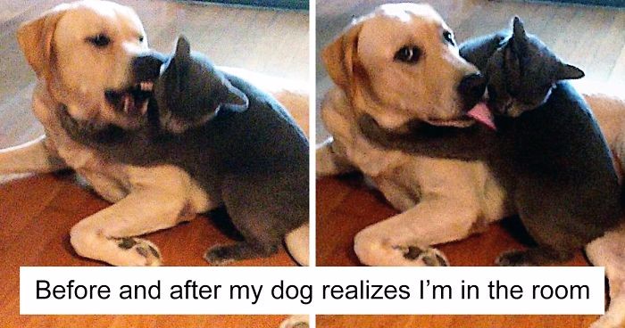15 zdjęć wykonanych przez właścicieli psów i kotów, którzy próbowali je ze sobą pogodzić.