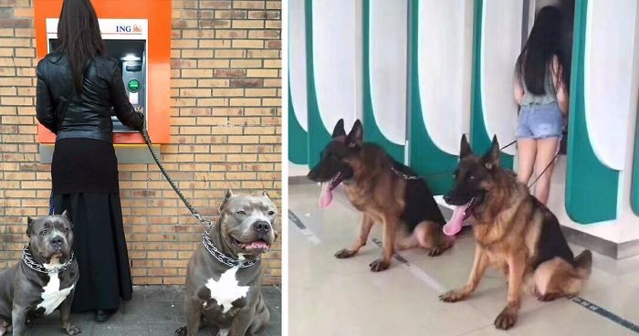 10 zdjęć wiernych psów, które na każdym kroku pilnują interesów swoich właścicieli.