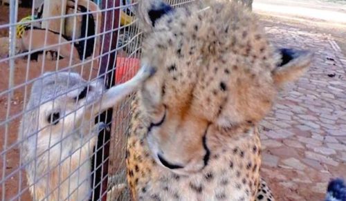 Surykatka zaatakowała geparda – dziki kot nie przestawał mruczeć, poddając się jej pieszczotom.