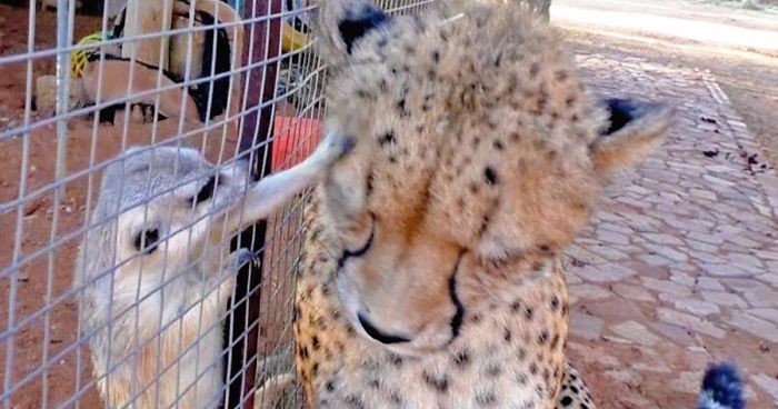 Surykatka zaatakowała geparda – dziki kot nie przestawał mruczeć, poddając się jej pieszczotom.