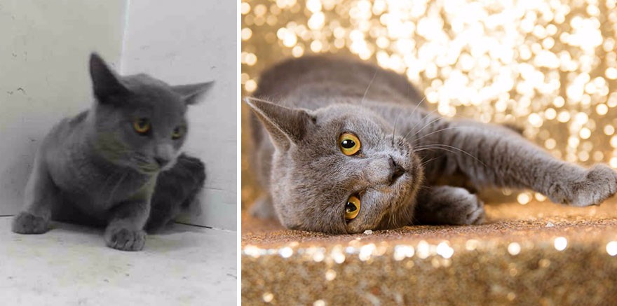 15 zdjęć „przed i po”, które dowodzą, że każde schronisko potrzebuje dobrego fotografa.