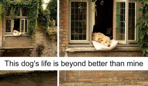 15 zdjęć rozpieszczonych psów, które prawdopodobnie wiodą lepsze życie niż Ty.