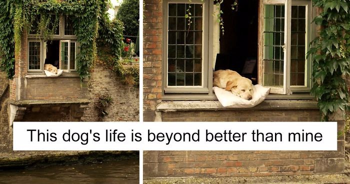 15 zdjęć rozpieszczonych psów, które prawdopodobnie wiodą lepsze życie niż Ty.