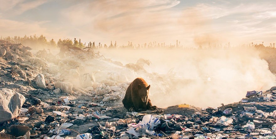 Kanadyjski fotograf dzikiej przyrody opublikował zdjęcie niedźwiedzia, które złamało mu serce.