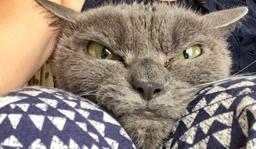 Najbardziej rozzłoszczona kotka świata spędziła w schronisku ponad rok. Jej mina mówi sama za siebie.