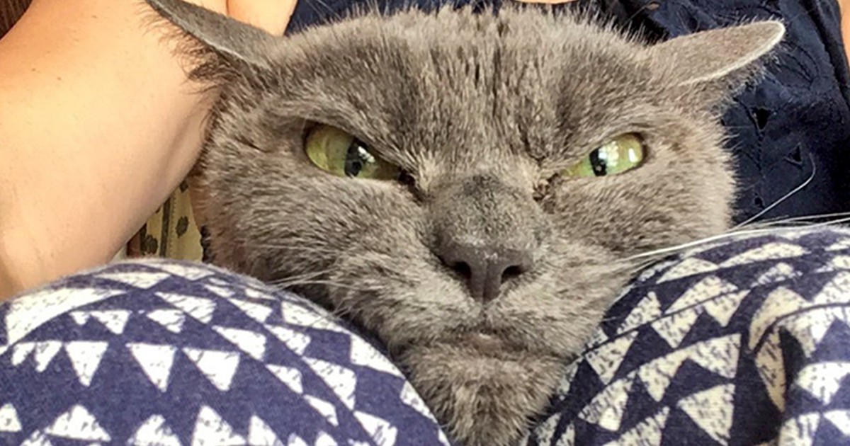 Najbardziej rozzłoszczona kotka świata spędziła w schronisku ponad rok. Jej mina mówi sama za siebie.
